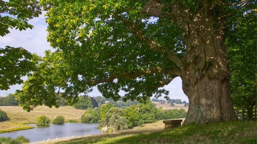 The parkland in summer at Petworth House and Park, West Sussex